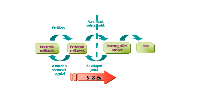 A HPV vírus - Valeomed